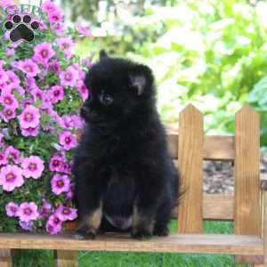Dillon, Pomeranian Puppy